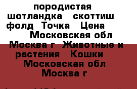 породистая   шотландка   скоттиш    фолд  Точка › Цена ­ 10 000 - Московская обл., Москва г. Животные и растения » Кошки   . Московская обл.,Москва г.